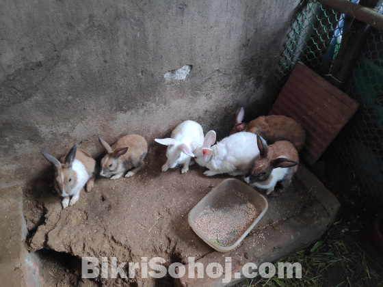 Rabbits for sell